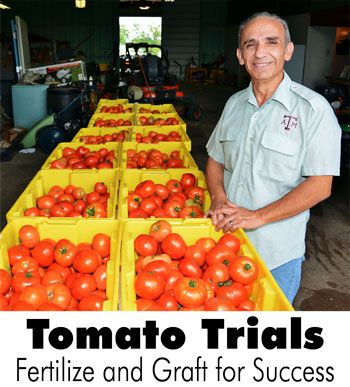 Tomato Trials: Fertilize and Graft for Success