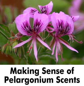 Making Sense of Pelargonium Scents