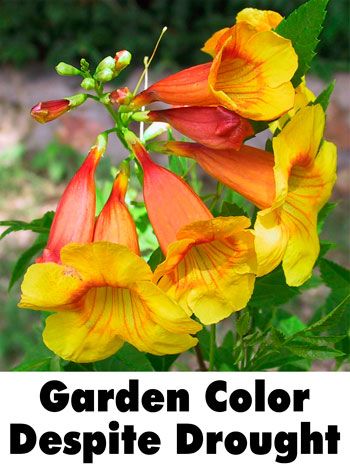 Garden Color Despite Drought