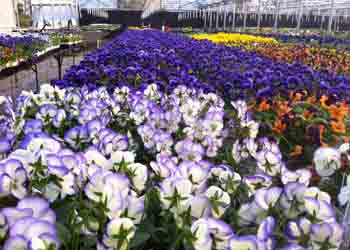 Cool Color: Additions to the Reliable Trio of Pansies, Kale and Snapdragon