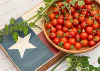 Tomatoes: All Colors, All Sizes, All Texas