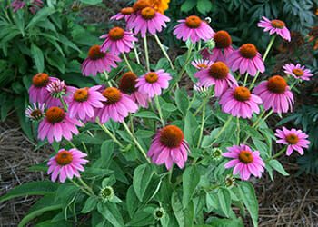Purple Coneflowers for Cheery Summer Color