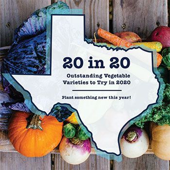 20 in 20: Outstanding Vegetable Varieties to Try in 2020