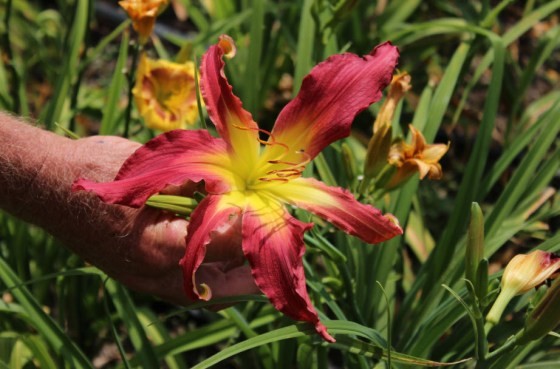 Breed Your Own Daylilies