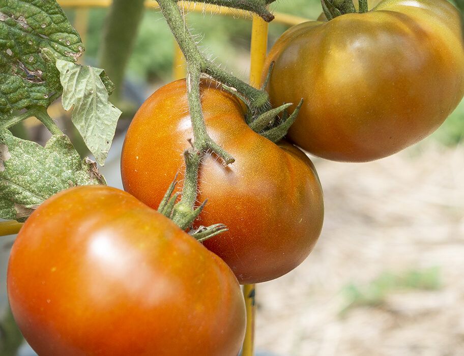 Dwarf Tomatoes Bi-Continent Breeding Bears Big Bounty