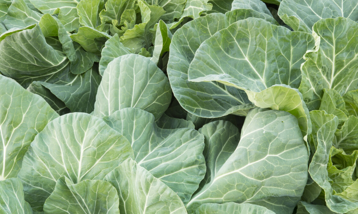 Get More Nutrition from Your Collards