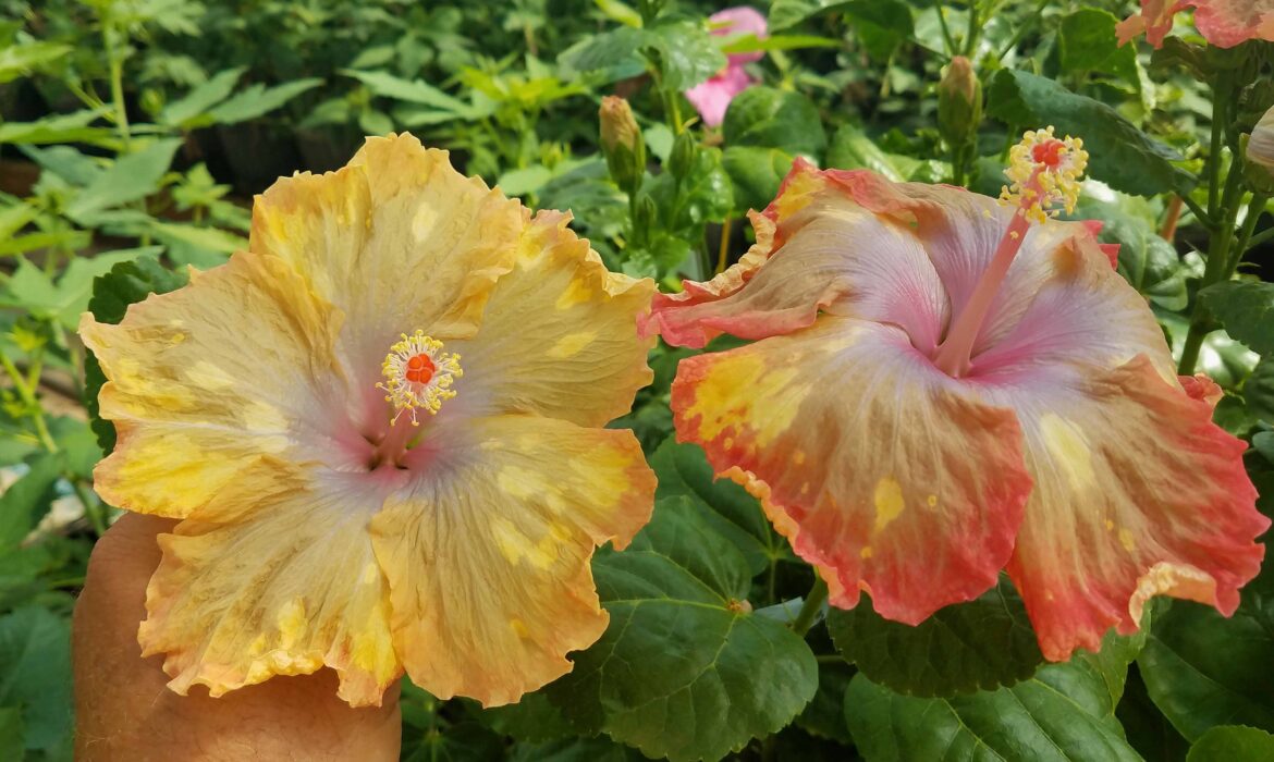 Tropical-Hibiscus Hybrids