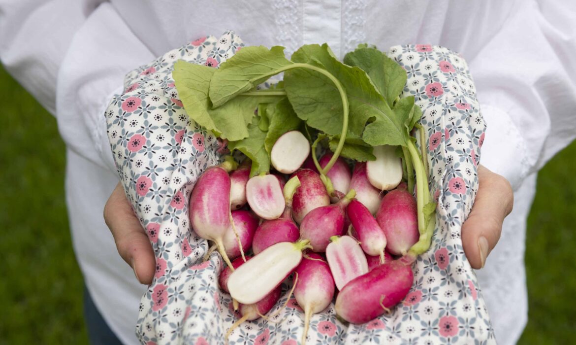 Radishes From Planting to Plate