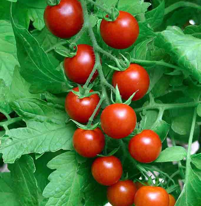 The 10 Commandments of Tomato Success