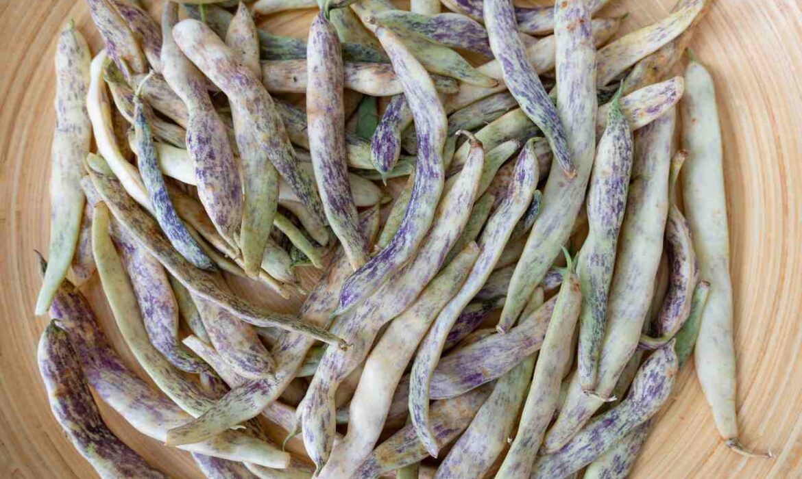 Easy-to-Grow Snap Beans